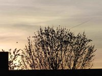 Starenschar im Baum-01
